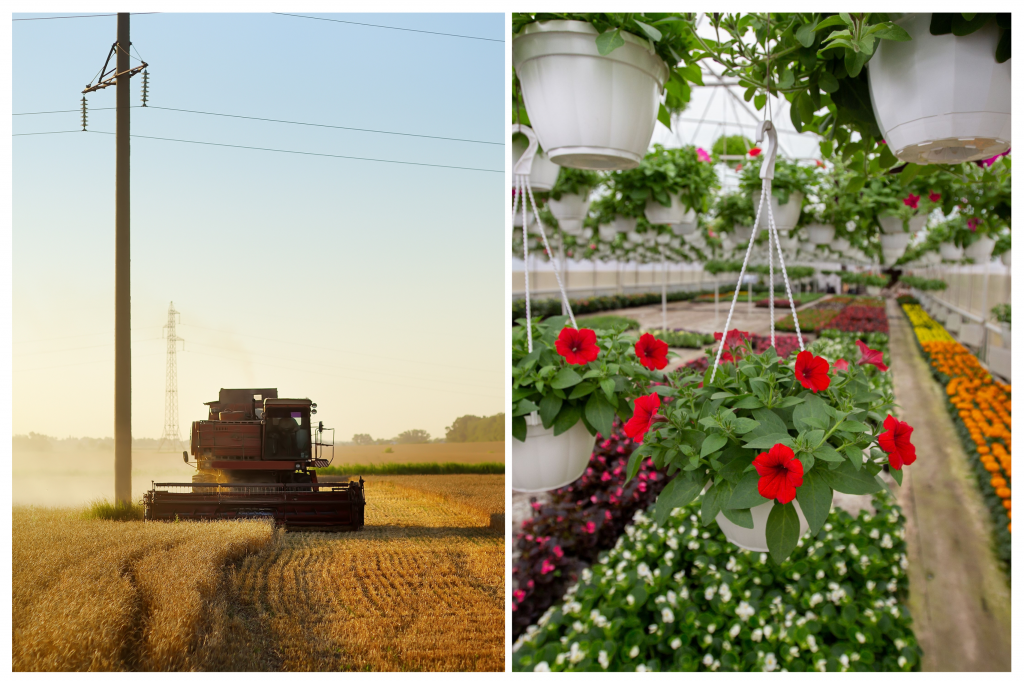 helyi termelők, Activitățile producătorilor locali